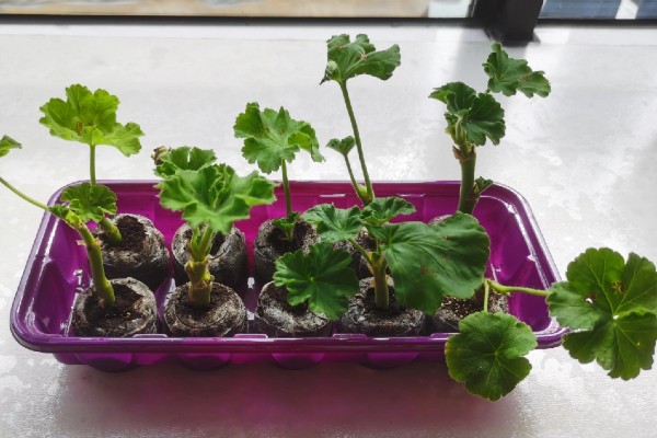 天竺葵怎么扦插，用吲哚乙酸溶液浸泡后再插入土壤中