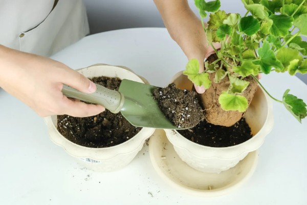 天竺葵怎么扦插，用吲哚乙酸溶液浸泡后再插入土壤中