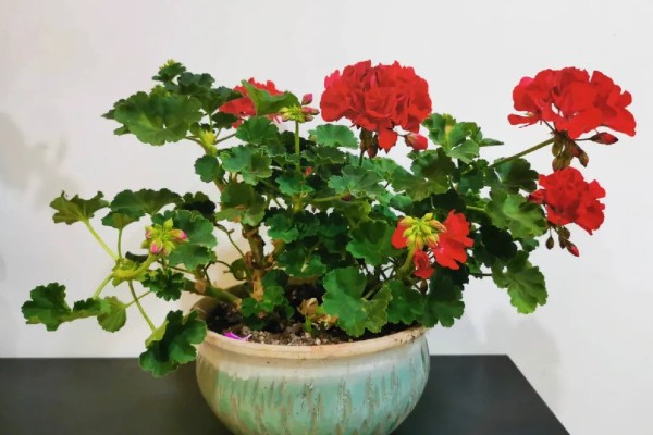 天竺葵怎么扦插，用吲哚乙酸溶液浸泡后再插入土壤中