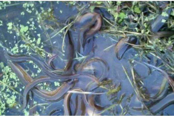 黄鳝是不是喜欢深水，喜欢在浅水区活动