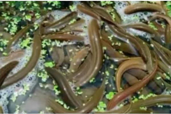 黄鳝是不是喜欢深水，喜欢在浅水区活动