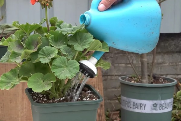 天竺葵怎么扦插，用吲哚乙酸溶液浸泡后再插入土壤中