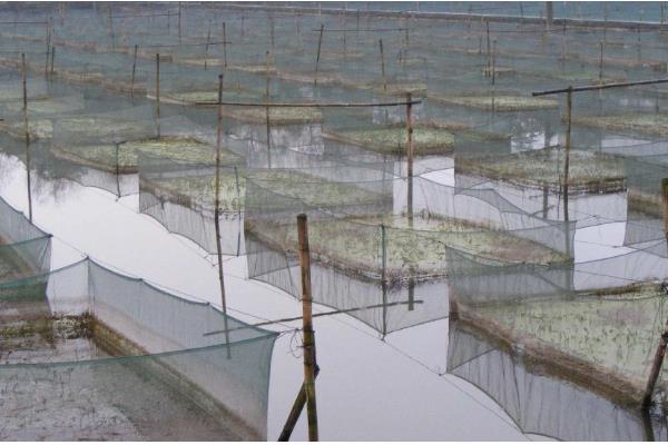 黄鳝是不是喜欢深水，喜欢在浅水区活动