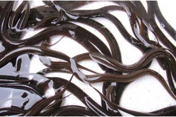 黄鳝是不是喜欢深水，喜欢在浅水区活动