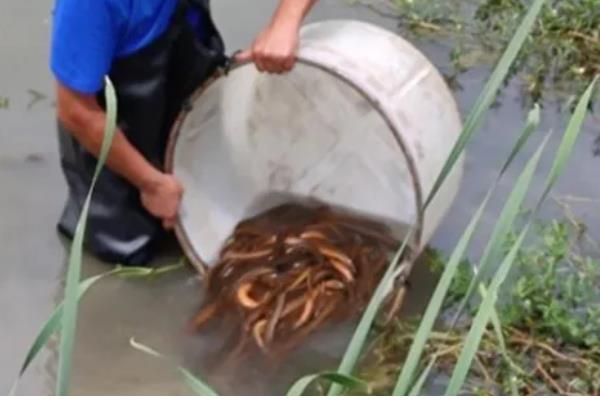黄鳝是不是喜欢深水，喜欢在浅水区活动