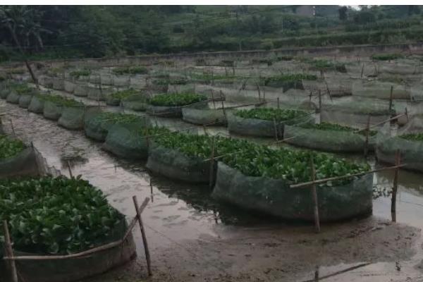 黄鳝是不是喜欢深水，喜欢在浅水区活动