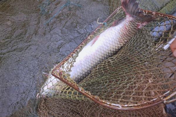 钓珠珠用几号钩，根据珠子直径选择合适型号的鱼钩