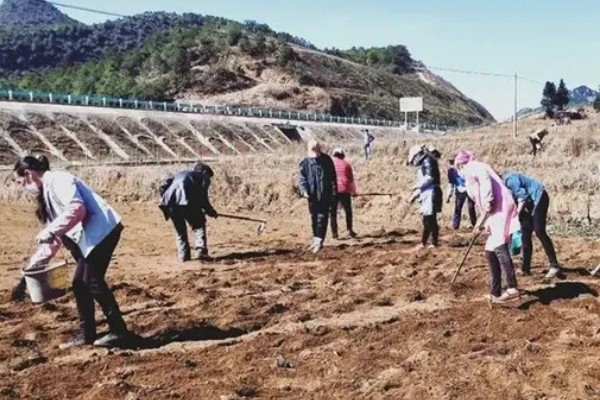 桔梗怎么种植,将种子与细沙土拌匀再撒播