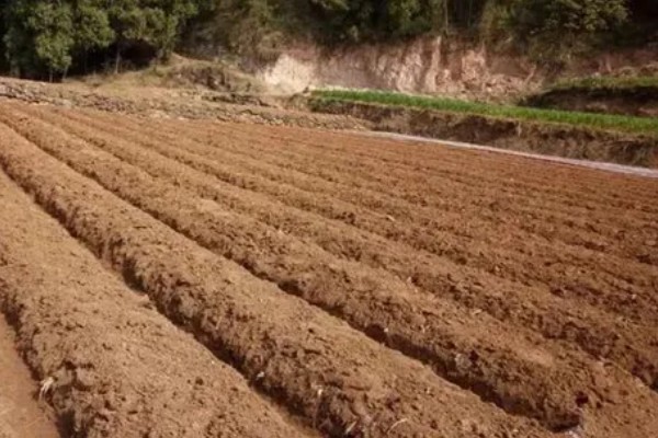 桔梗怎么种植,将种子与细沙土拌匀再撒播