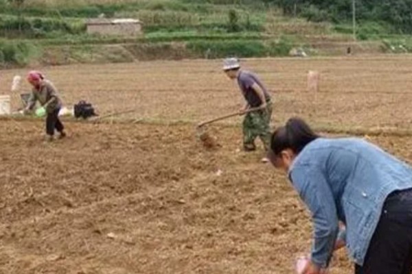 桔梗怎么种植,将种子与细沙土拌匀再撒播