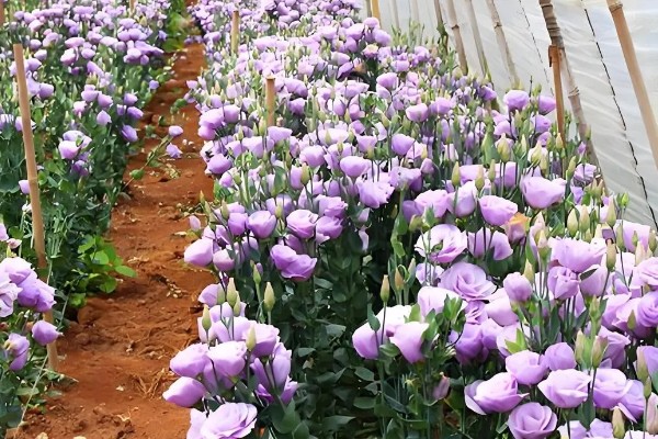 桔梗怎么种植,将种子与细沙土拌匀再撒播