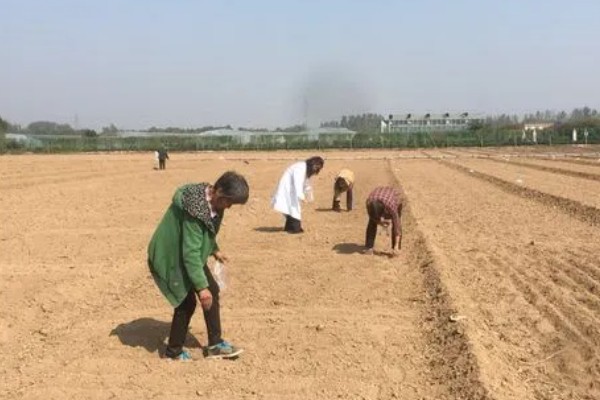 桔梗怎么种植,将种子与细沙土拌匀再撒播