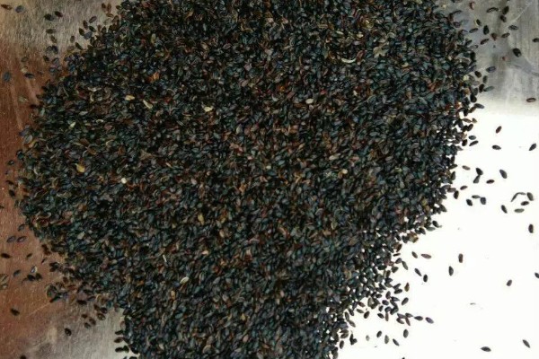 桔梗怎么种植,将种子与细沙土拌匀再撒播