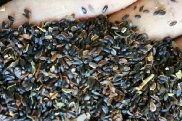 桔梗怎么种植,将种子与细沙土拌匀再撒播