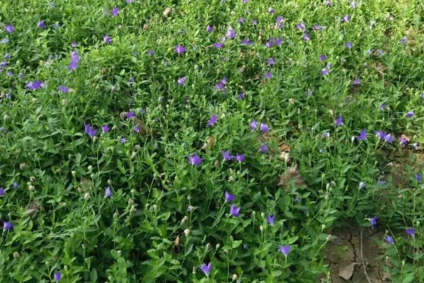 桔梗怎么种植,将种子与细沙土拌匀再撒播