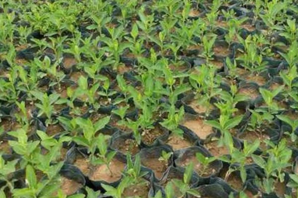 桔梗怎么种植,将种子与细沙土拌匀再撒播