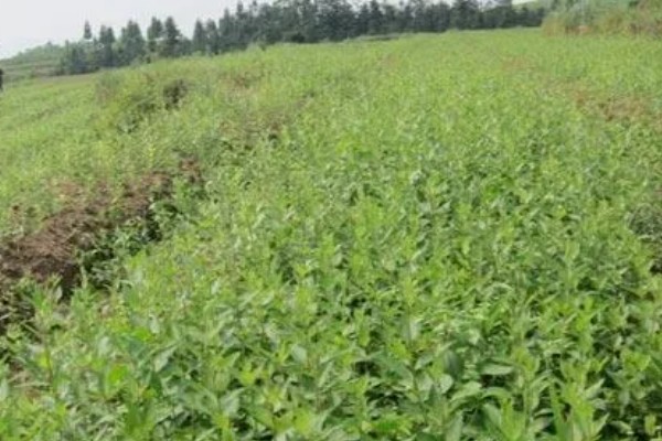 桔梗怎么种植,将种子与细沙土拌匀再撒播