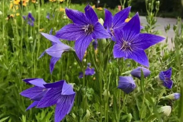 桔梗怎么种植,将种子与细沙土拌匀再撒播