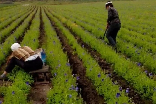 桔梗怎么种植,将种子与细沙土拌匀再撒播