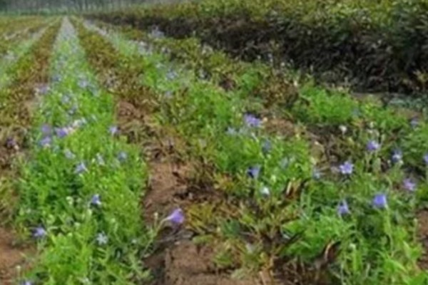 桔梗怎么种植,将种子与细沙土拌匀再撒播