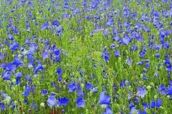 桔梗怎么种植,将种子与细沙土拌匀再撒播