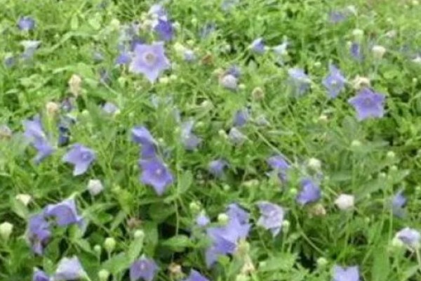 桔梗怎么种植,将种子与细沙土拌匀再撒播