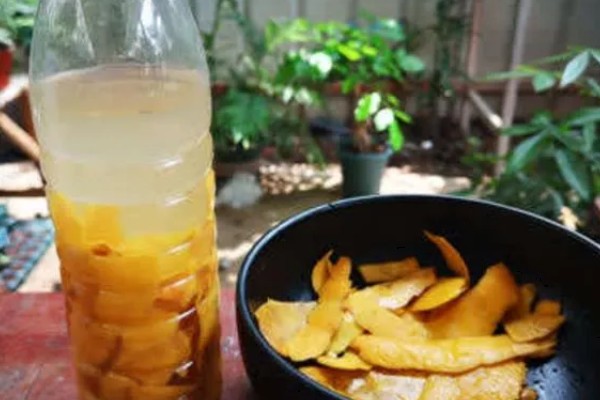 苹果皮泡水多长时间才能浇花，密封发酵一周即可使用