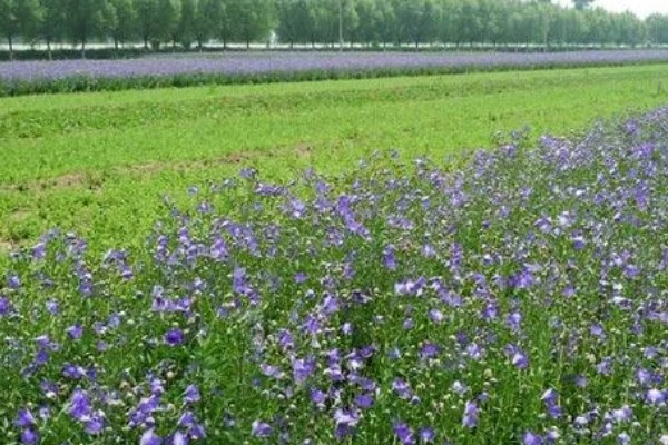 桔梗怎么种植,将种子与细沙土拌匀再撒播