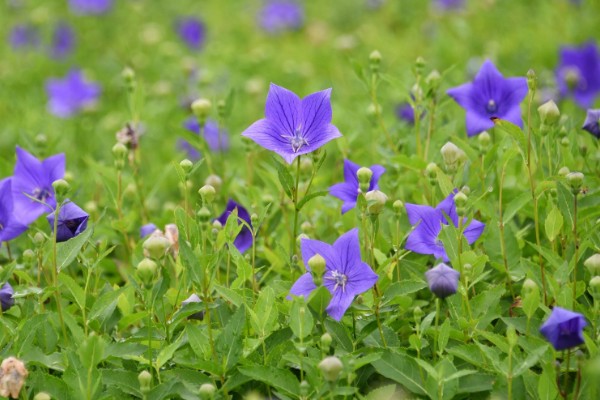 桔梗怎么种植,将种子与细沙土拌匀再撒播