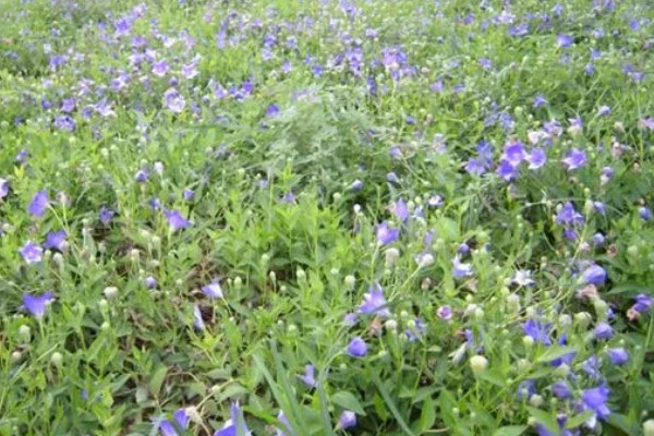 桔梗怎么种植,将种子与细沙土拌匀再撒播