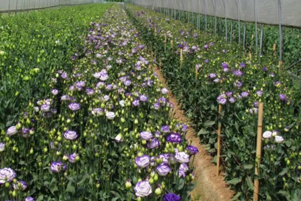 桔梗怎么种植,将种子与细沙土拌匀再撒播