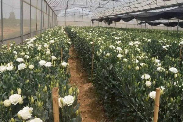 桔梗怎么种植,将种子与细沙土拌匀再撒播