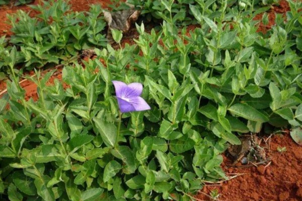 桔梗怎么种植,将种子与细沙土拌匀再撒播