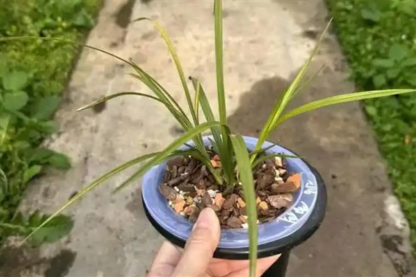 兰花根干瘪了如何处理，需及时补充水分