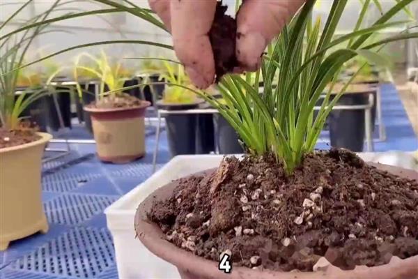 兰花根干瘪了如何处理，需及时补充水分