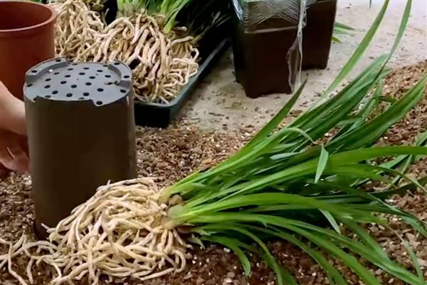 兰花根干瘪了如何处理，需及时补充水分