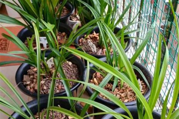 兰花根干瘪了如何处理，需及时补充水分