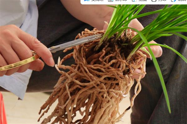 兰花根干瘪了如何处理，需及时补充水分