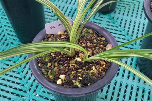 兰花根干瘪了如何处理，需及时补充水分