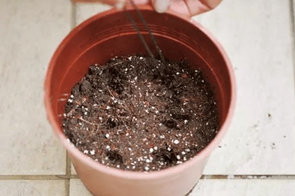 红枣的盆栽方法，需提供湿润的生长环境