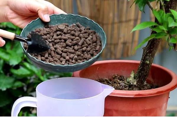 叶色发黄用哪种肥料，可以用氮肥