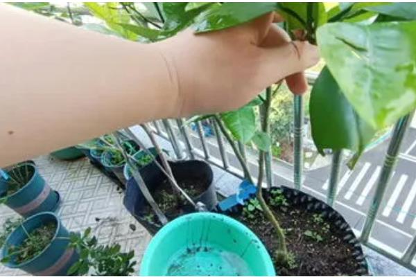 叶色发黄用哪种肥料，可以用氮肥