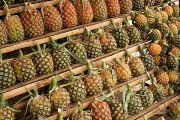 菠萝的催熟方法，与成熟的水果放在一起即可