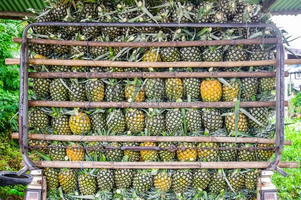 菠萝的催熟方法，与成熟的水果放在一起即可