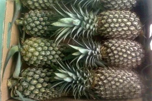 菠萝的催熟方法，与成熟的水果放在一起即可