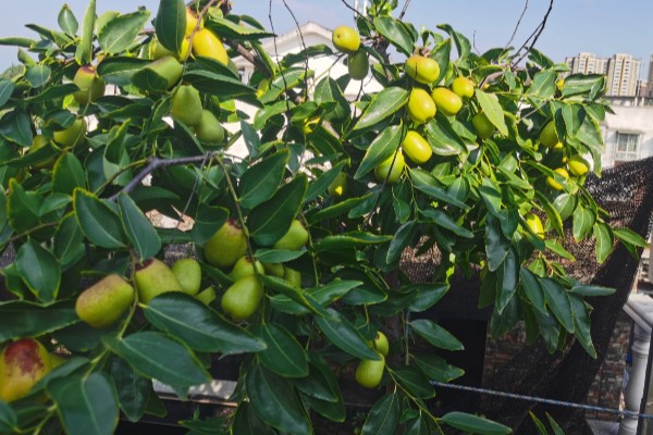 红枣的盆栽方法，需提供湿润的生长环境