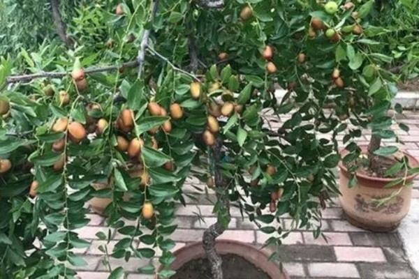 红枣的盆栽方法，需提供湿润的生长环境