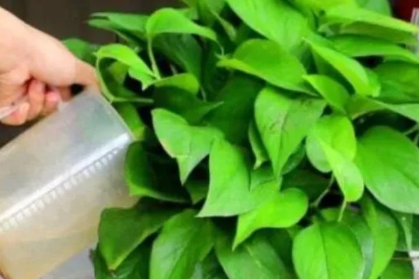 怎么让绿萝变得更绿,提供散射光可以让它合成叶绿素