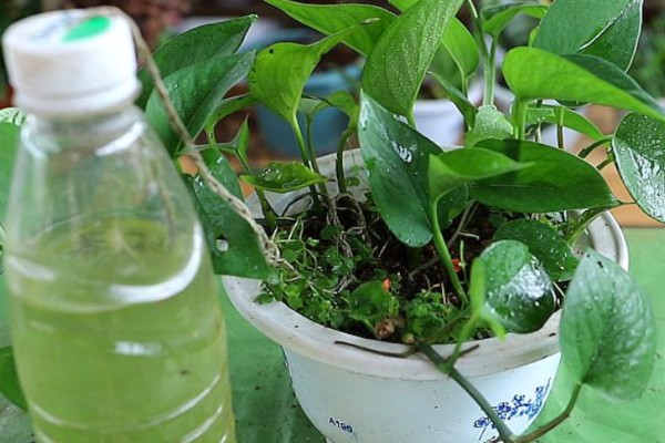 怎么让绿萝变得更绿,提供散射光可以让它合成叶绿素