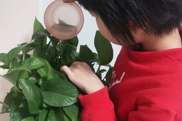 怎么让绿萝变得更绿,提供散射光可以让它合成叶绿素